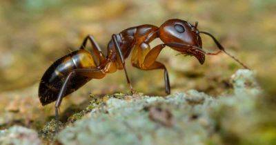 How to Control Argentine Ants | Gardener's Path - gardenerspath.com - Argentina