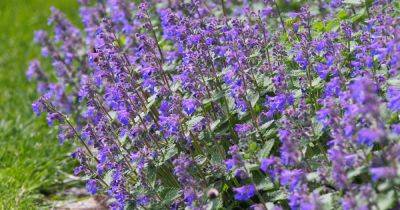 How to Grow and Care for Faassen’s Catmint - gardenerspath.com - China - Netherlands - Italy -  Texas