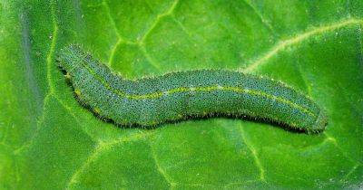 How to Control Cabbage Worms on Brassicas | Gardener's Path - gardenerspath.com - Usa - Canada