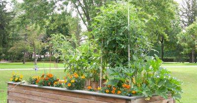 Benefits of Companion Planting Marigolds with Tomatoes | Gardener's Path - gardenerspath.com