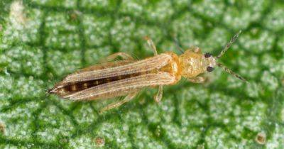 How to Identify and Control Thrips - gardenerspath.com