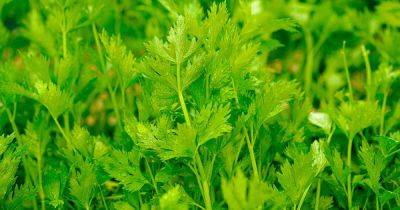 Reasons for Skinny Homegrown Celery Stalks | Gardener's Path - gardenerspath.com