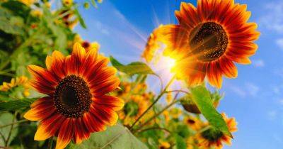 How to Define Full Sun for Gardening - gardenerspath.com - Usa -  Oregon -  Texas