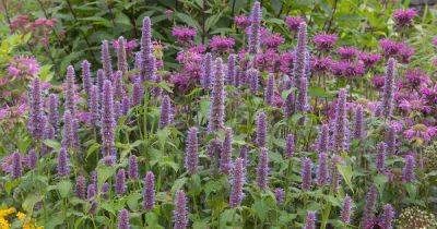 How to Grow and Care for Anise Hyssop Flowers | Gardener's Path - gardenerspath.com