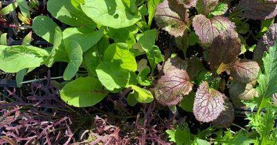 What Is Mesclun? How to Grow Spring Mix - gardenerspath.com - France -  California - Switzerland
