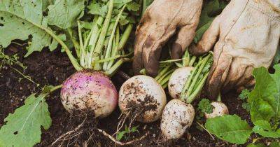 What Causes Turnips to Crack or Rot? - gardenerspath.com