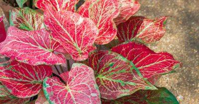 Caladium Care in Winter: How to Lift Corms for Winter Storage - gardenerspath.com