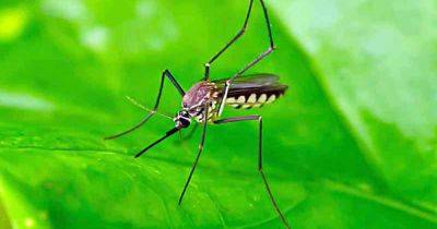 Plants that Repel Mosquitoes: Dispelling the Myth - gardenerspath.com