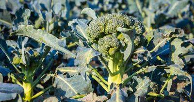 How to Identify and Treat Common Broccoli Diseases - gardenerspath.com