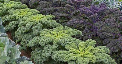Kale Spacing: How Far Apart to Plant | Gardener's Path - gardenerspath.com