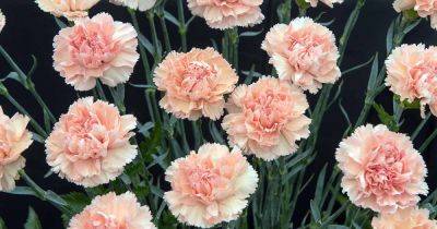 How to Grow and Care for Carnations - gardenerspath.com