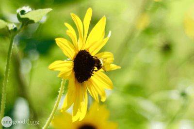 How To Create A Pollinator-Friendly Garden - onegoodthingbyjillee.com