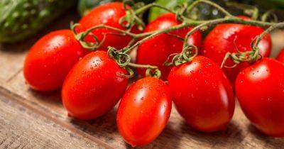How to Grow Roma Tomatoes - gardenerspath.com - Usa - Italy