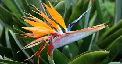 How to Grow Bird of Paradise Plants (Strelitzia) - gardenerspath.com - Usa - South Africa