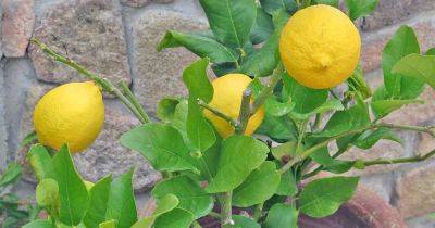 How to Grow Dwarf Citrus Trees - gardenerspath.com