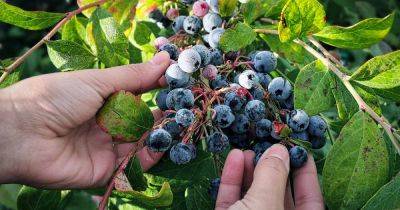 How to Harvest Blueberries - gardenerspath.com