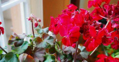 17 of the Best Flowering Houseplants to Brighten Up Your Home - gardenerspath.com