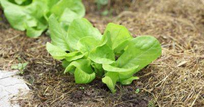 How to Grow Lettuce and Microgreens - gardenerspath.com