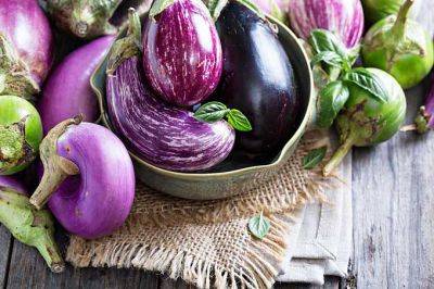 How to Grow and Care for Eggplant | Gardener's Path - gardenerspath.com