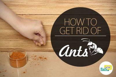 How to Get Rid of Ants Naturally - fabhow.com -  Texas