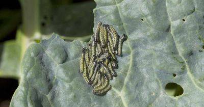 13 Common Brussels Sprout Pests - gardenerspath.com