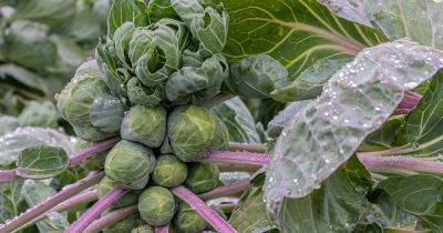 15 of the Best Brussels Sprout Varieties - gardenerspath.com