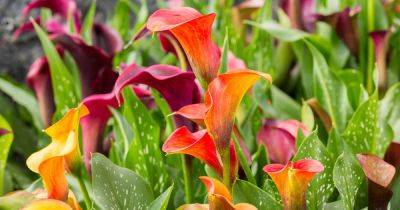 How to Grow and Care for Calla Lilies - gardenerspath.com