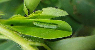 How to Identify and Control Beet Armyworms - gardenerspath.com -  Oregon