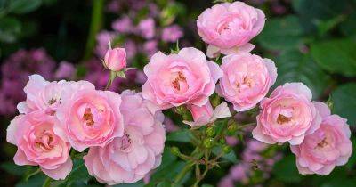 Get to Know Meilland International and Some of Their Best Roses - gardenerspath.com - France