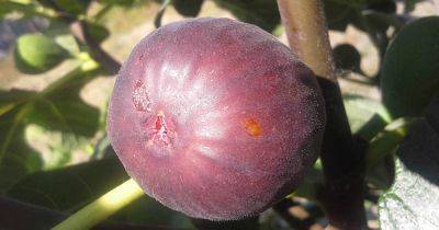 How to Grow Hardy Chicago Fig Trees - gardenerspath.com - Turkey