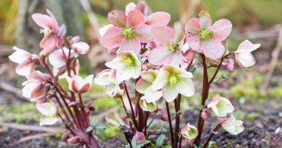How to Identify and Treat Hellebore Diseases - gardenerspath.com