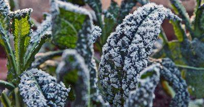 Best Kale for Cold Weather and Chilly Climates - gardenerspath.com