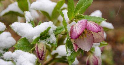 How to Plant and Grow Hellebores - gardenerspath.com