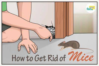 How to Get Rid of Mice Fast: 5 Poison-Free Methods - fabhow.com