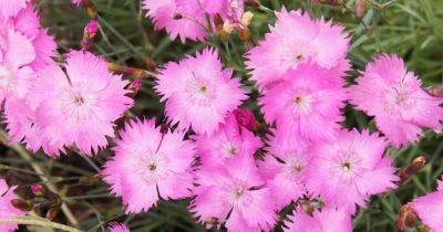 How to Grow and Care for Alpine Pinks - gardenerspath.com