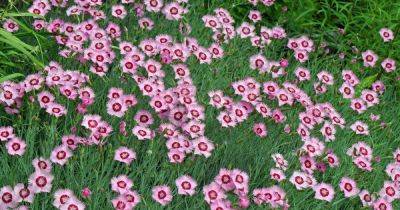 How to Grow Garden Pinks for Old-Fashioned Charm | Gardener's Path - gardenerspath.com - Usa - Britain - Greece - Japan