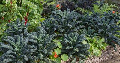 The Best Companion Plants to Grow with Kale - gardenerspath.com