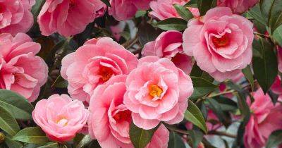 How to Plant and Grow Camellia Flowers - gardenerspath.com - China - Japan