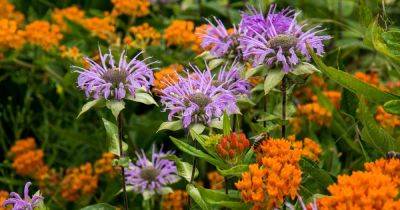 15 of the Best Native Wildflowers for the US and Canada - gardenerspath.com - Usa - Canada