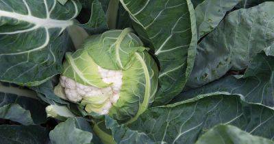 How to Grow Cauliflower in Containers - gardenerspath.com