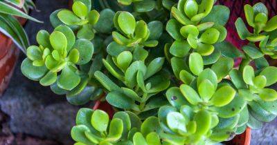 9 Reasons to Prune a Jade Houseplant and How to Do It - gardenerspath.com - South Africa