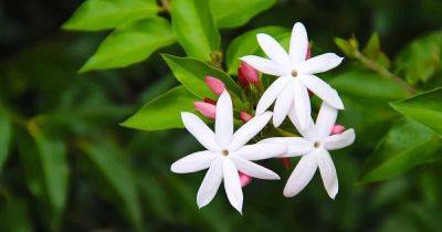 Tips for Growing Jasmine Indoors - gardenerspath.com