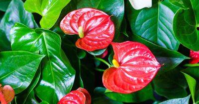 Causes and Solutions for Drooping Anthurium Plants - gardenerspath.com
