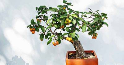 How to Grow Bonsai Fruit Trees - gardenerspath.com