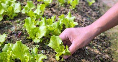 How to Grow Your Own Lettuce - Tips for Leaf and Head Types | Gardener's Path - gardenerspath.com