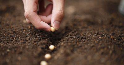 How to Pre-Seed the Garden in Fall for an Early Harvest - gardenerspath.com