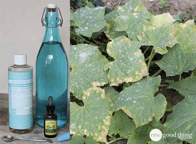 Make Your Own Organic Oil Soap Garden Spray - onegoodthingbyjillee.com