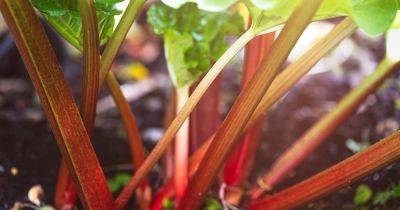 13 of the Best Rhubarb Varieties - gardenerspath.com -  Alaska