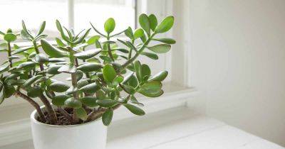 How to Identify and Manage Jade Plant Pests - gardenerspath.com