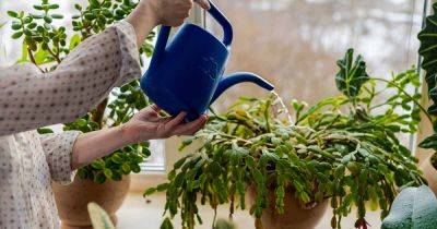 How to Save an Overwatered Christmas Cactus - gardenerspath.com - Brazil